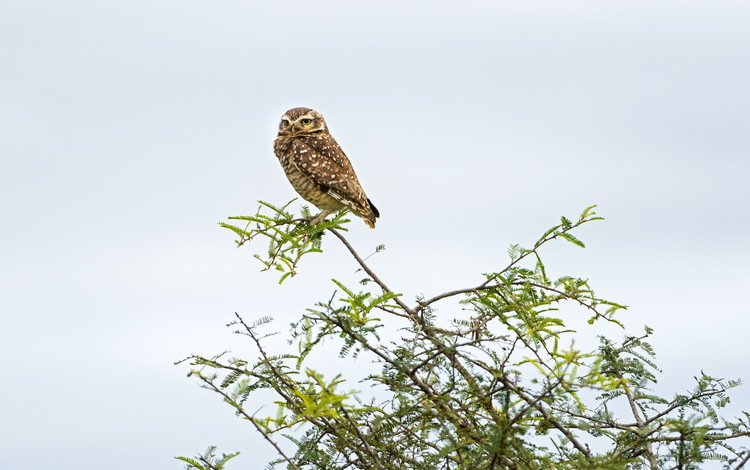 сова, природа, птица, owl, nature, bird