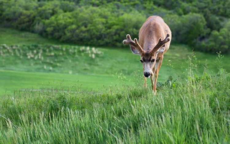 трава, природа, олень, рога, grass, nature, deer, horns