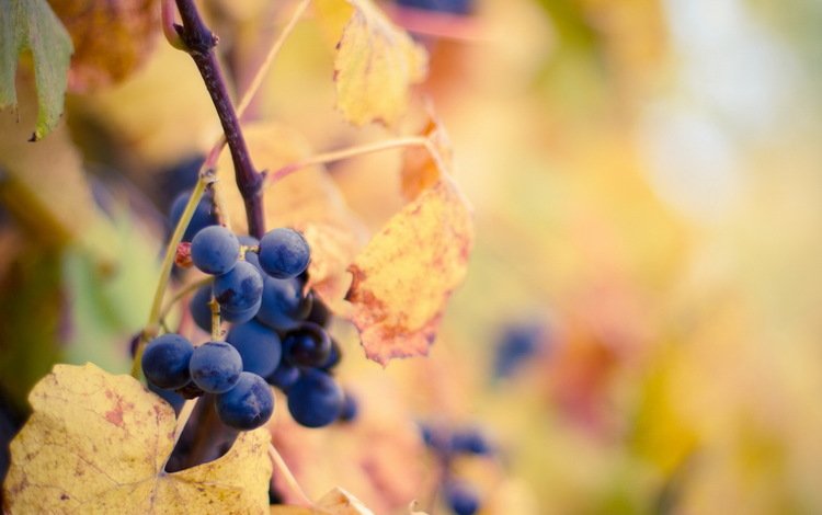 листья, виноград, осень, leaves, grapes, autumn