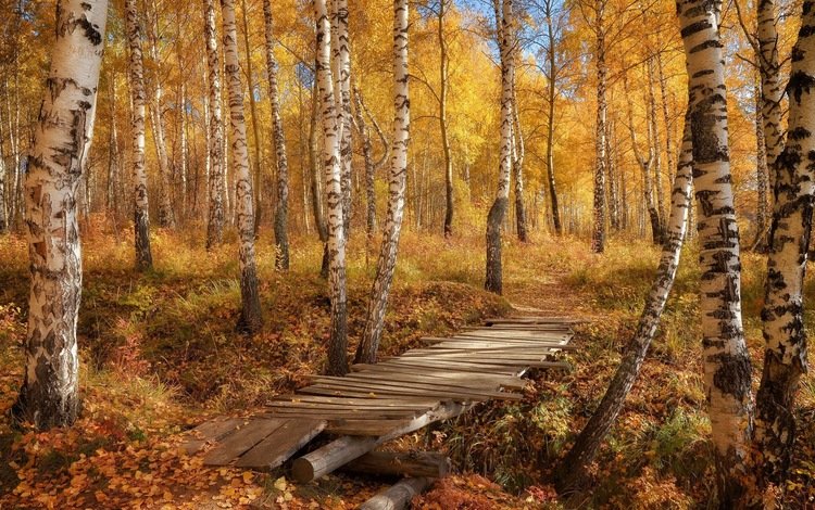 березы, осень, тропа, birch, autumn, trail