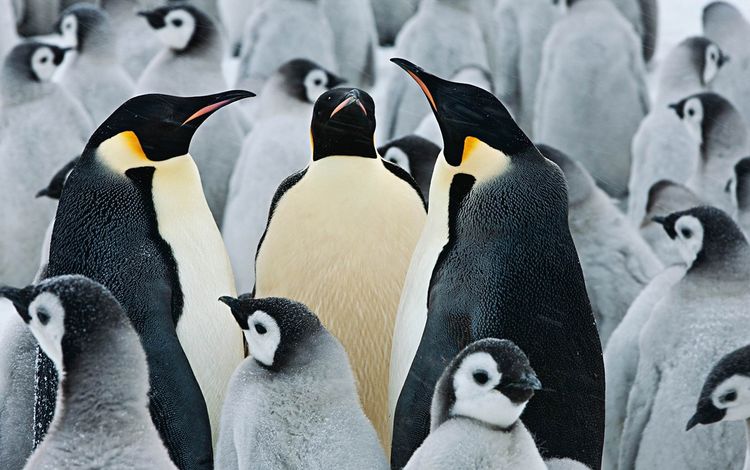 птицы, клюв, антарктида, пингвины, арктика, императорский пингвин, birds, beak, antarctica, penguins, arctic, emperor penguin
