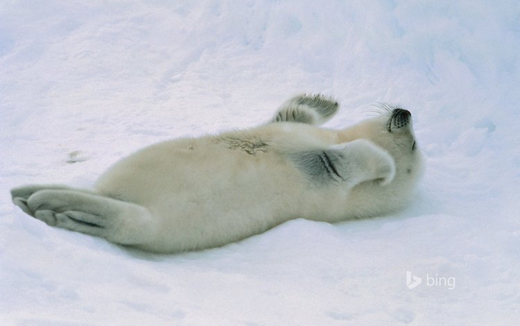 снег, тюлень, детеныш, морской котик, белёк, snow, seal, cub, navy seal, belek