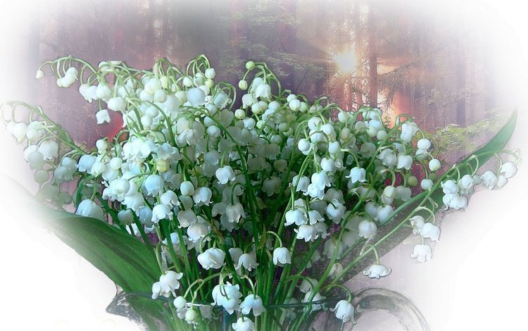 белый, ландыши, весна, букет, white, lilies of the valley, spring, bouquet