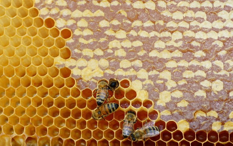 насекомые, соты, пчелы, мед, insects, cell, bees, honey