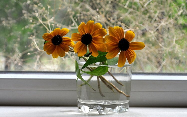 букет, окно, стакан, bouquet, window, glass