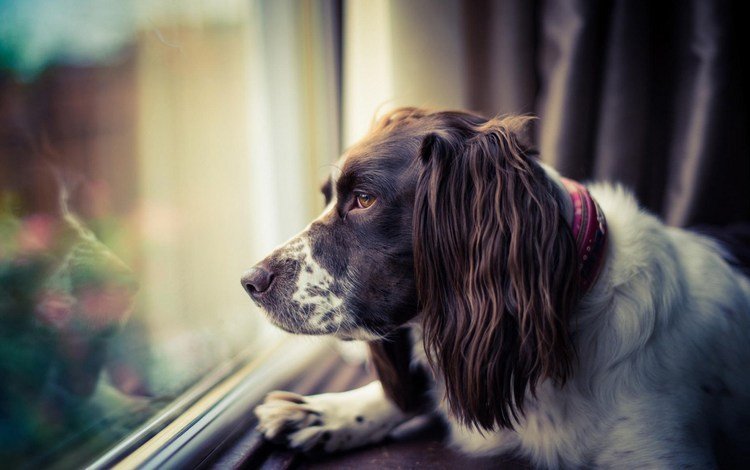 морда, грусть, взгляд, собака, окно, спаниель, face, sadness, look, dog, window, spaniel