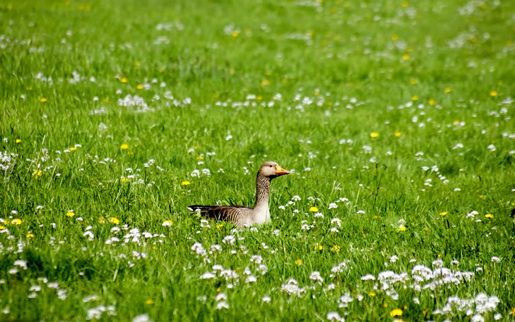 цветы, трава, птица, утка, flowers, grass, bird, duck