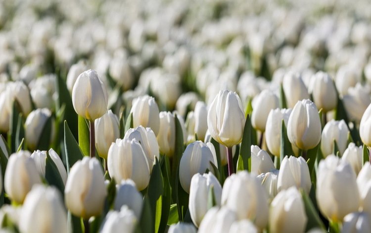 цветы, природа, весна, тюльпаны, белые, flowers, nature, spring, tulips, white
