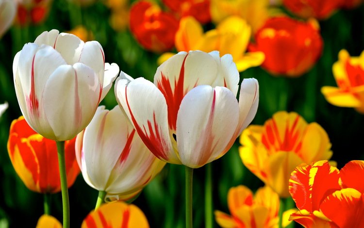 цветы, фон, разноцветные, весна, тюльпаны, flowers, background, colorful, spring, tulips
