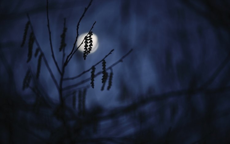 ночь, ветка, луна, силуэт, темнота, сумерки, сережки, night, branch, the moon, silhouette, darkness, twilight, earrings