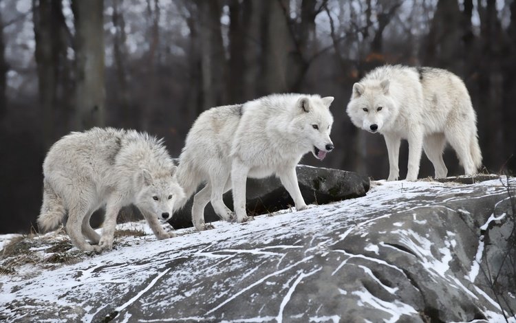 природа, лес, зима, белые, волки, волки.стая, nature, forest, winter, white, wolves, wolves.pack