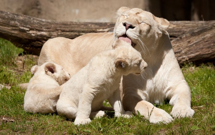 белые, львы, львята, львица, white, lions, the cubs, lioness