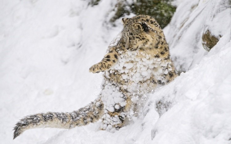снег, снежный леопард, котенок, хищник, снежный барс, ирбис, барс, дикая кошка, детеныш, snow, kitty, predator, snow leopard, irbis, bars, wild cat, cub