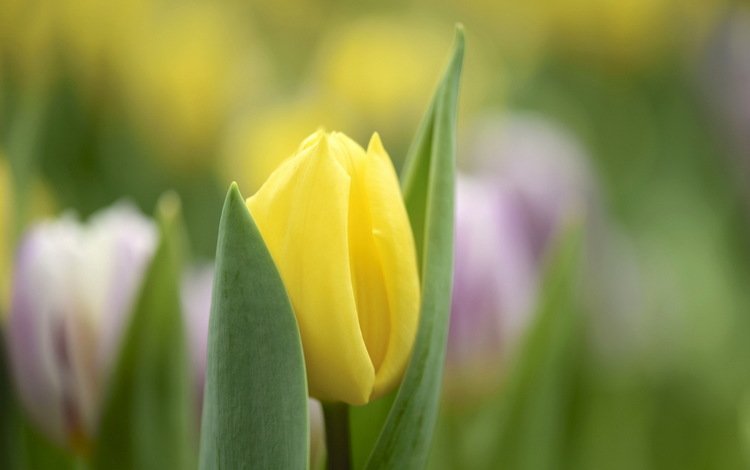 цветы, природа, весна, тюльпаны, flowers, nature, spring, tulips
