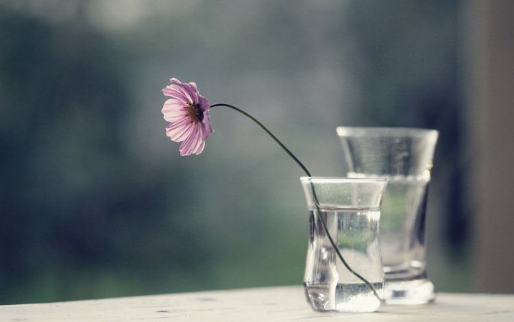 вода, цветок, стекло, ваза, космея, water, flower, glass, vase, kosmeya