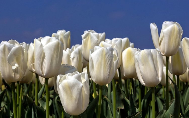 небо, цветы, природа, тюльпаны, белые, the sky, flowers, nature, tulips, white
