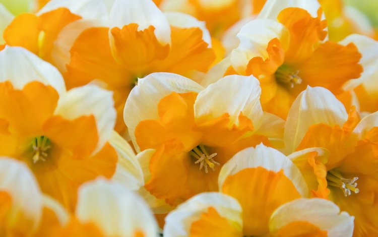 цветы, макро, лепестки, много, нарциссы, желтые, flowers, macro, petals, a lot, daffodils, yellow