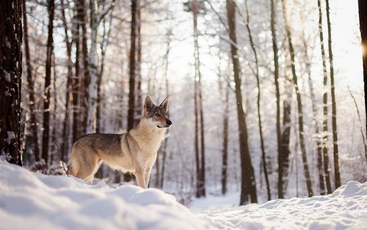 снег, зима, собака, волк, лайка, aleksandra kielreuter, wolfshund, snow, winter, dog, wolf, laika