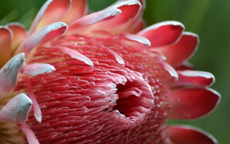 природа, цветок, лепестки, королевская протея, nature, flower, petals, the king protea