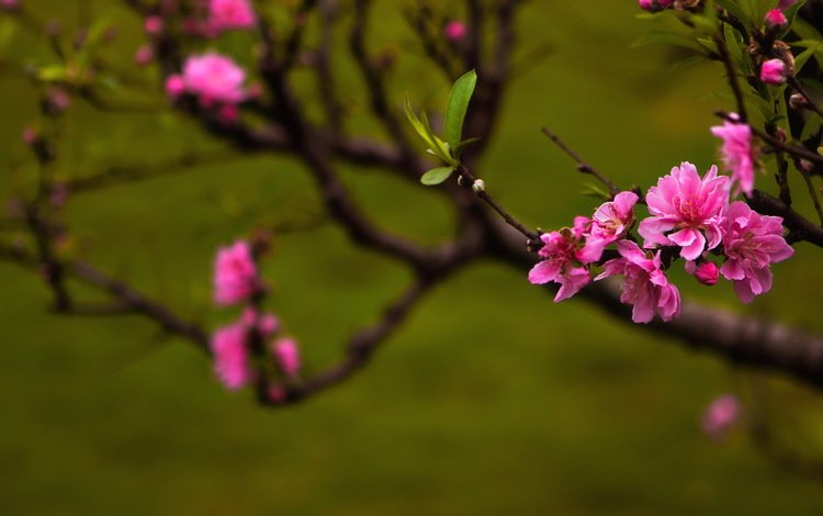 цветы, цветение, листья, ветки, весна, сакура, flowers, flowering, leaves, branches, spring, sakura