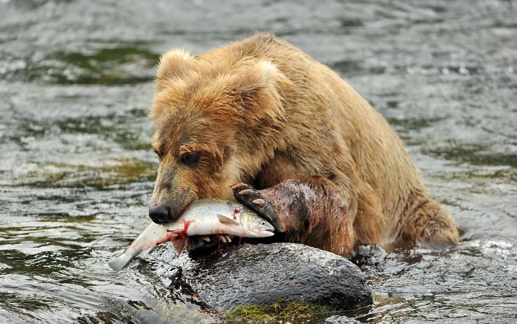 река, медведь, камень, рыба, бурый медведь, в воде, river, bear, stone, fish, brown bear, in the water