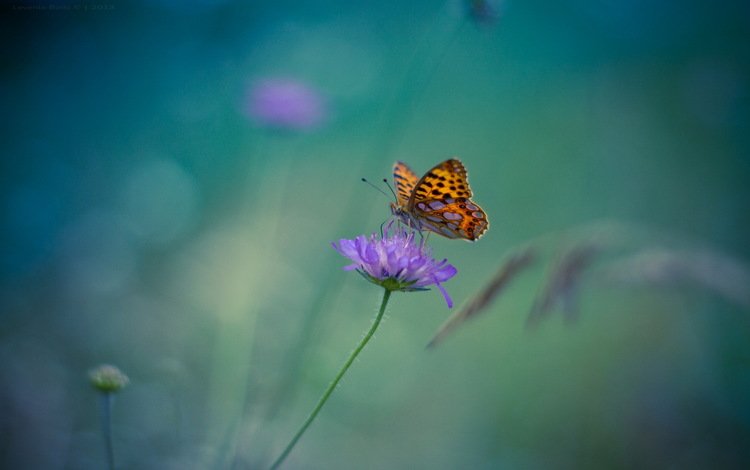 цветок, бабочка, насекомые, размытость. фон, flower, butterfly, insects, blur. background