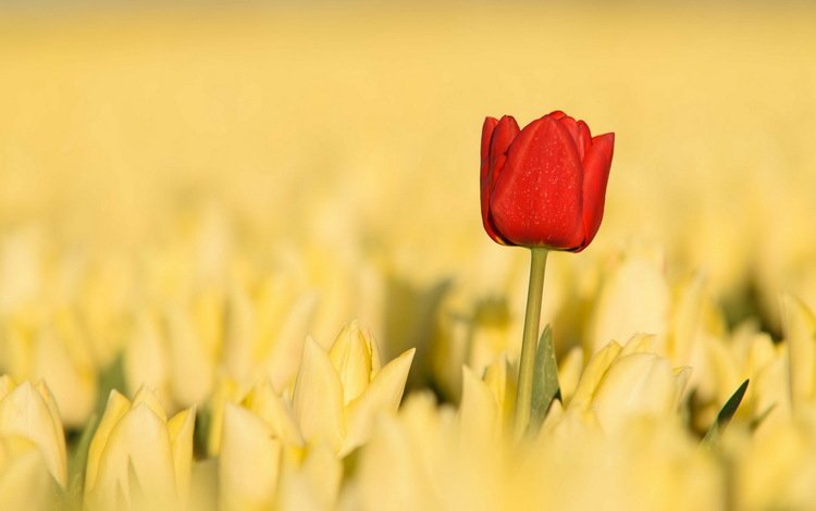 цветы, природа, красный, весна, тюльпаны, желтые, flowers, nature, red, spring, tulips, yellow