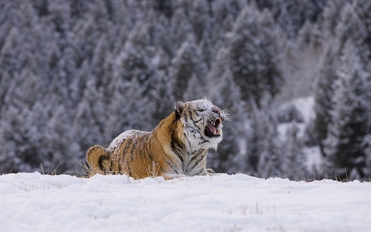 тигр, снег, лес, зима, хищник, tiger, snow, forest, winter, predator
