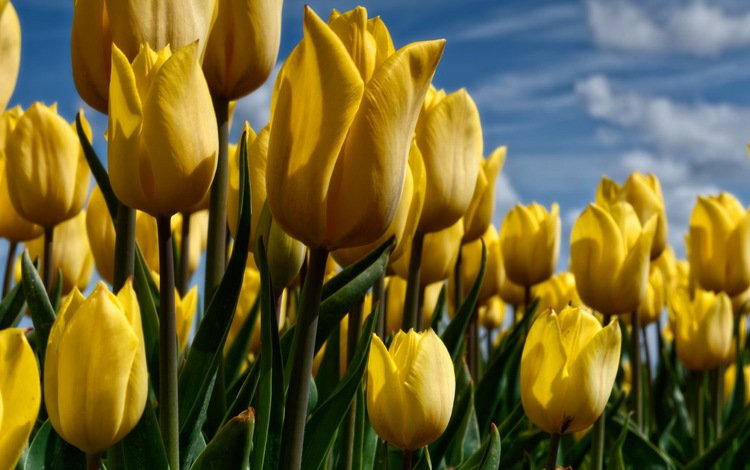 небо, цветы, природа, тюльпаны, желтые, the sky, flowers, nature, tulips, yellow