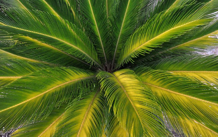 природа, листья, пальма, крупным планом, пальмовые листья, nature, leaves, palma, closeup