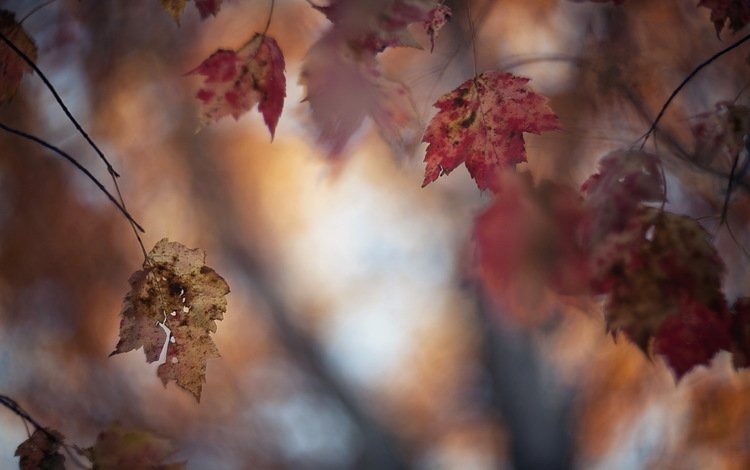 природа, осень, блики, лист, nature, autumn, glare, sheet