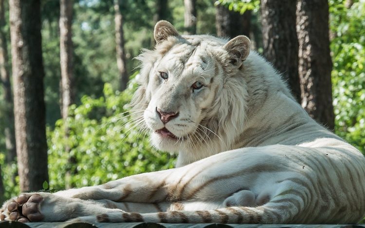 тигр, белый, лежит, хищник, tiger, white, lies, predator