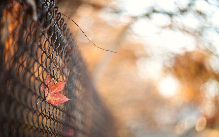 осень, забор, лист, сетка, ограда, autumn, the fence, sheet, mesh, fence