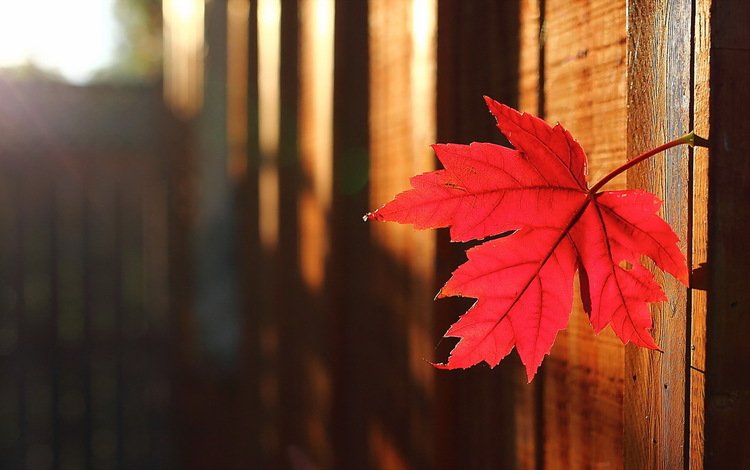 природа, осень, забор, лист, кленовый лист, солнечный свет, nature, autumn, the fence, sheet, maple leaf, sunlight