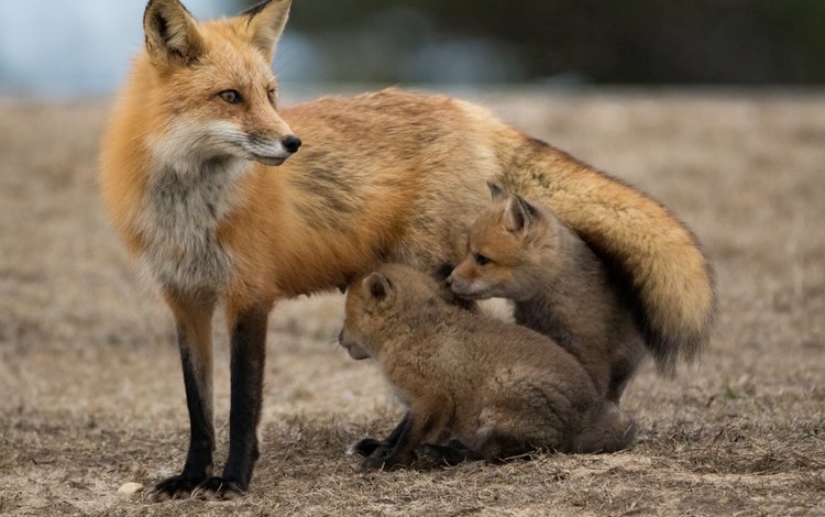 лиса, лисица, хвост, мех, лапки, рыжие, лисята, fox, tail, fur, legs, red, cubs