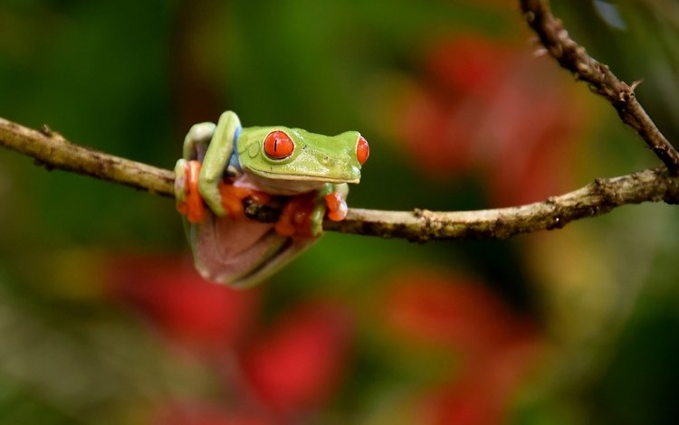 глаза, ветка, природа, фон, лягушка, eyes, branch, nature, background, frog