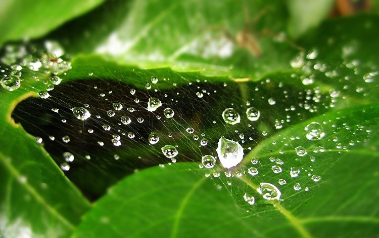 вода, листья, роса, капли, размытость, паутина, капельки росы, паутинки, water, leaves, rosa, drops, blur, web, drops of dew, webs