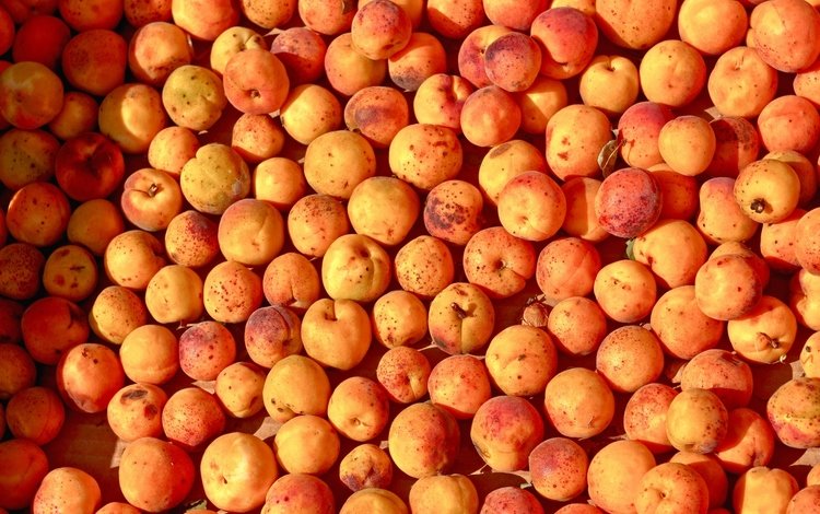 фрукты, много, плоды, абрикосы, спелые, fruit, a lot, apricots, ripe