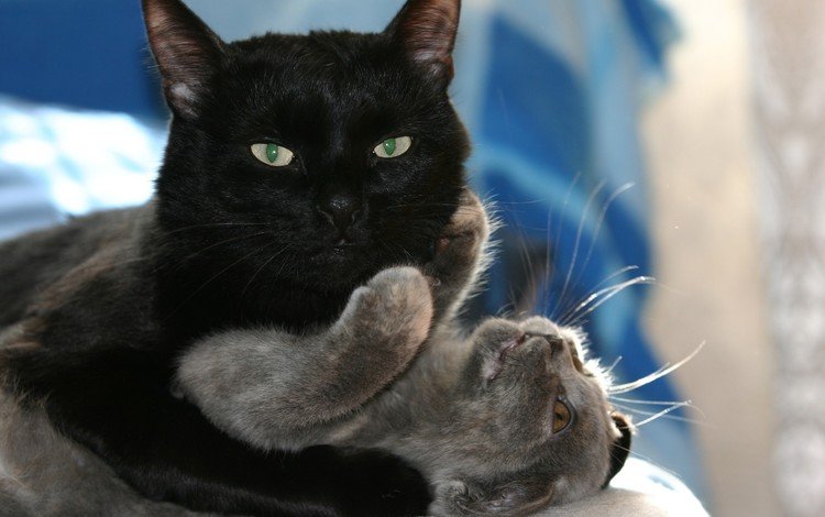 кот, кошка, любовь, кошки, игры, объятия, черный кот, cat, love, cats, game, hugs, black cat