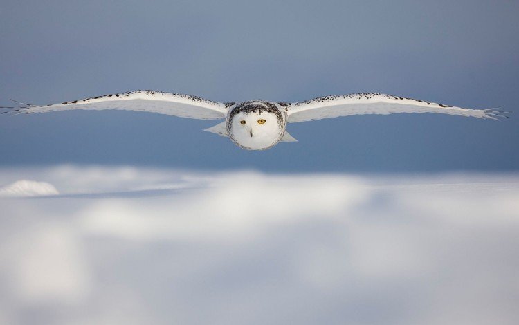 сова, птицы, белая, полярная.полет, owl, birds, white, polar.flight