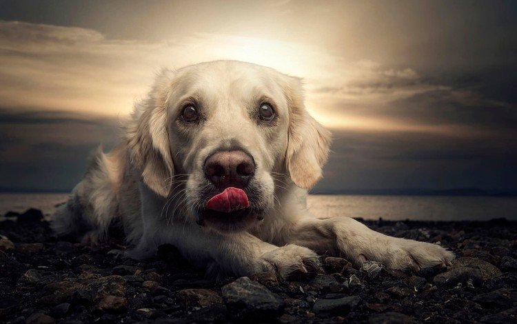 закат, портрет, пляж, собака, язык, лабрадор, sunset, portrait, beach, dog, language, labrador