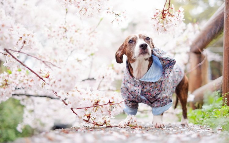 взгляд, собака, весна, друг, look, dog, spring, each