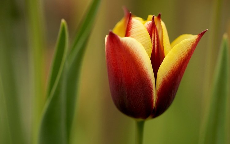 природа, макро, цветок, бутон, весна, тюльпан, nature, macro, flower, bud, spring, tulip