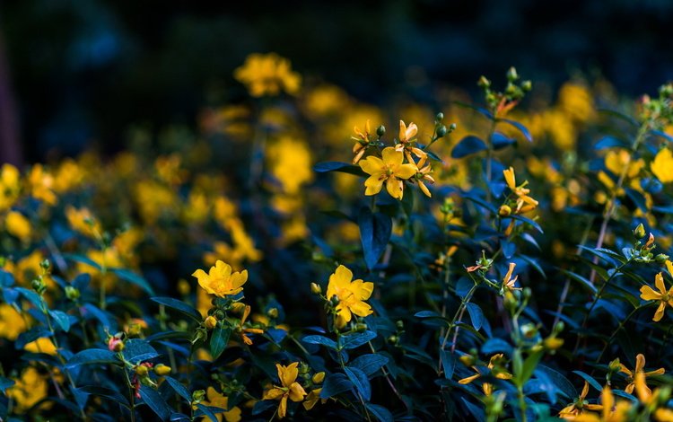 природа, черный фон, желтые, цветы.лето, nature, black background, yellow, flowers.summer