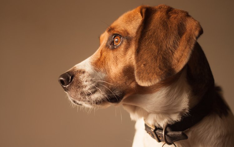 собака, профиль, бигль, dog, profile, beagle