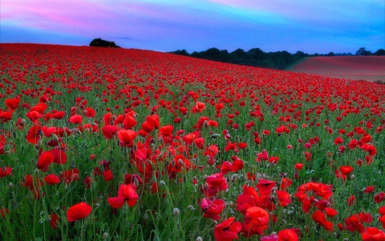 небо, цветы, холмы, поле, красные, маки, луг, the sky, flowers, hills, field, red, maki, meadow
