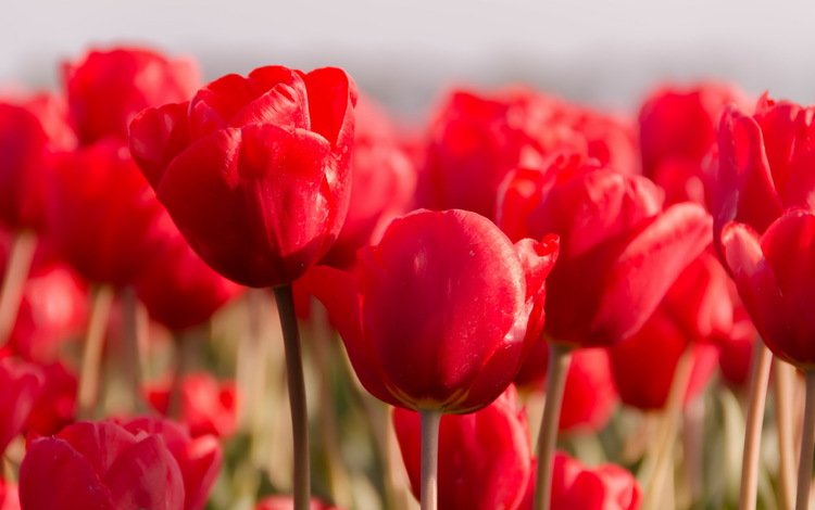 цветы, природа, красные, весна, тюльпаны, flowers, nature, red, spring, tulips