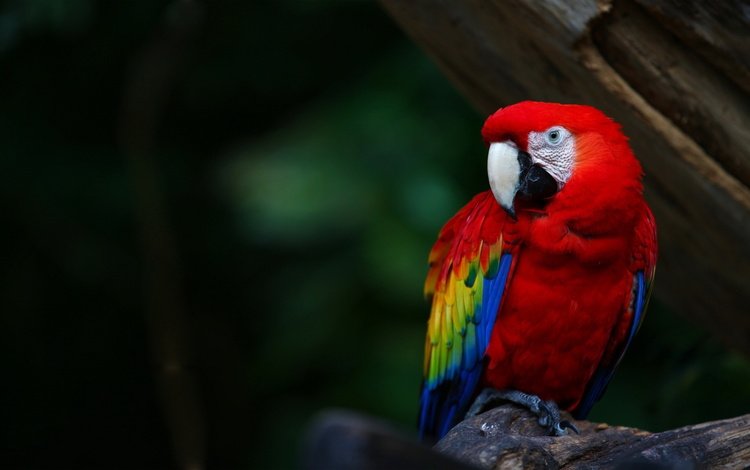 разноцветный, птицы, клюв, перья, попугай, ара, colorful, birds, beak, feathers, parrot, ara
