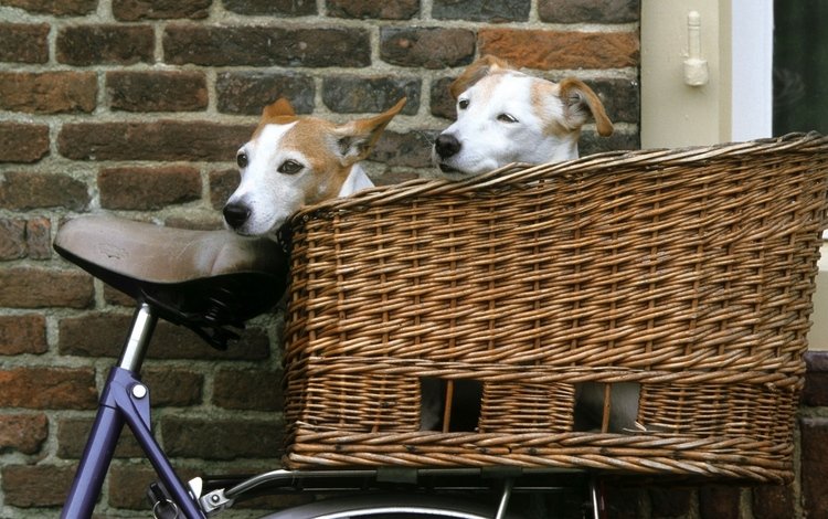 взгляд, корзина, велосипед, друзья, собаки, мордочки, джек-рассел-терьер, look, basket, bike, friends, dogs, faces, jack russell terrier