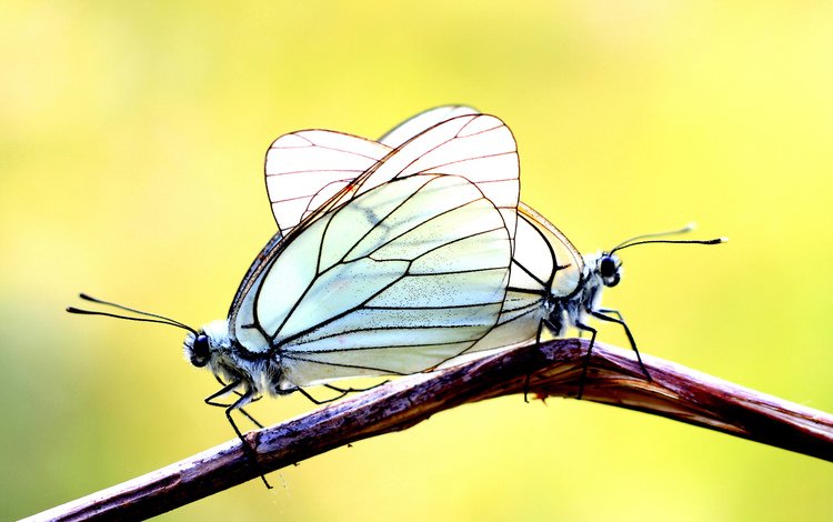 ветка, фон, бабочки, две, branch, background, butterfly, two